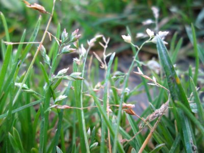 20141102Poa_annua1