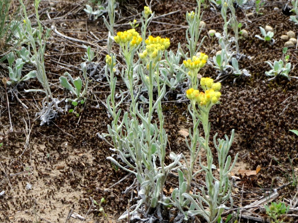 20140803Helichrysum_arenarium1