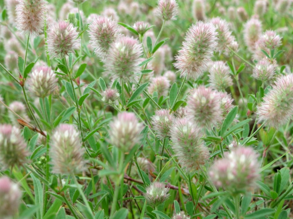 20140810Trifolium_arvense1