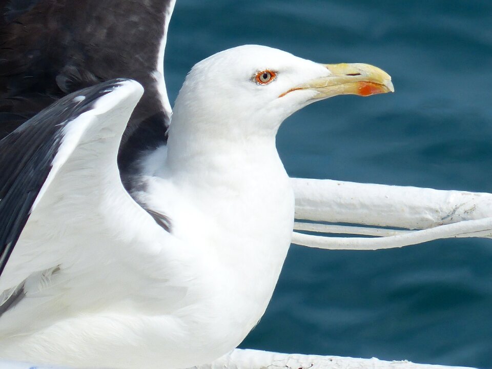 Bird gull sea ​​bird