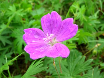 20140803Geranium_sanguineum1