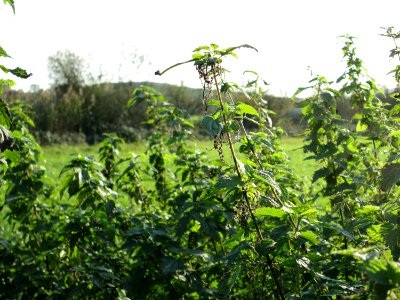 20141102Urtica_dioica1