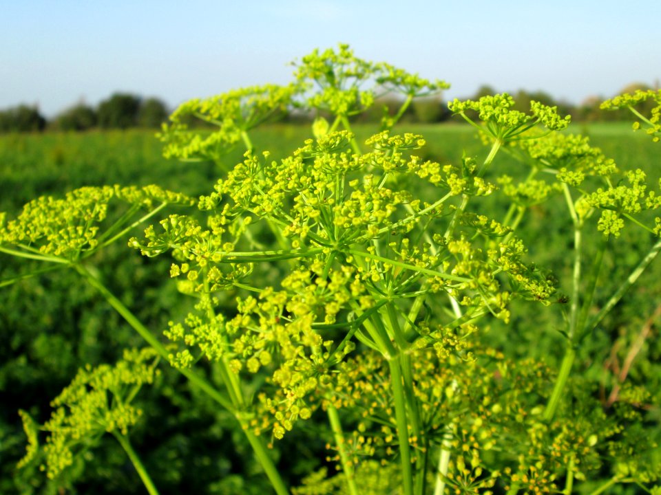 20141102Pastinaca_sativa1