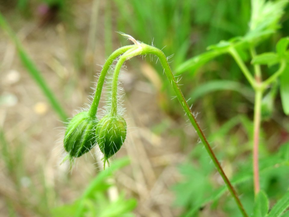 20140803Geranium_sanguineum4