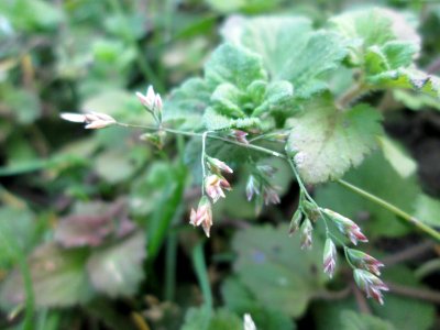 20141102Poa_annua2