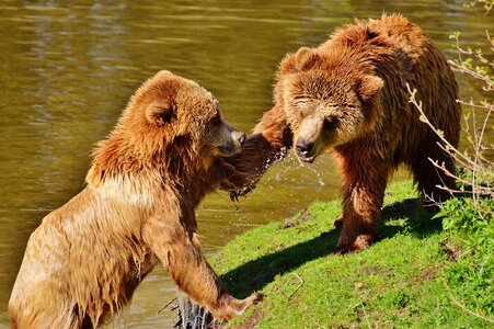 Slap in the face water brown bear