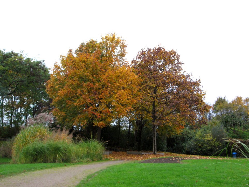 20141103Acer_platanoides