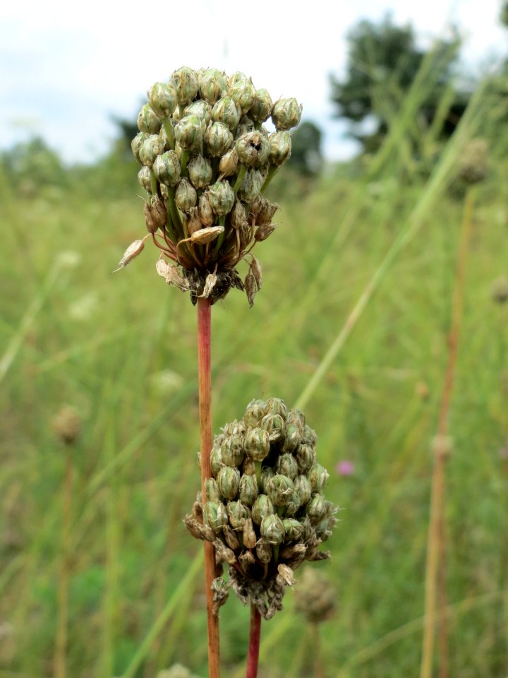 20140803Allium_sphaerocephalon2