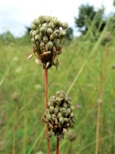 20140803Allium_sphaerocephalon2