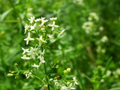 20140802Galium_mollugo