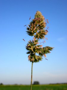 20141101Dactylis_glomerata3
