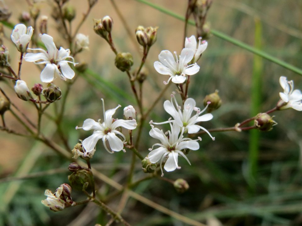 20140803Gypsophila_fastigiata1