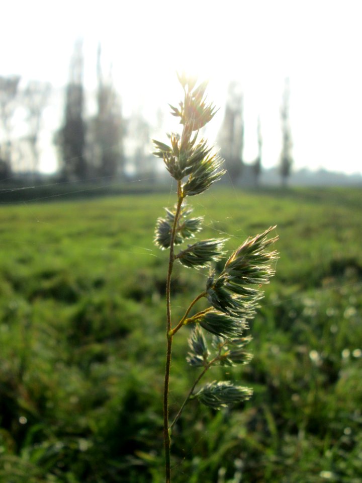 20141101Dactylis_glomerata5