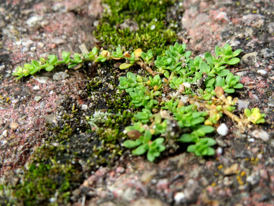 20140820Herniaria_glabra