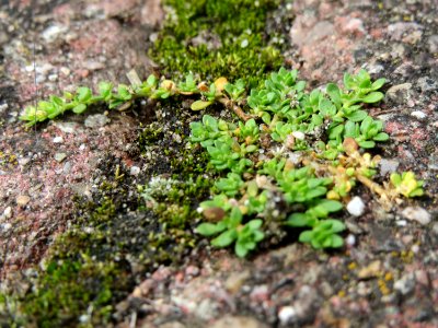 20140820Herniaria_glabra