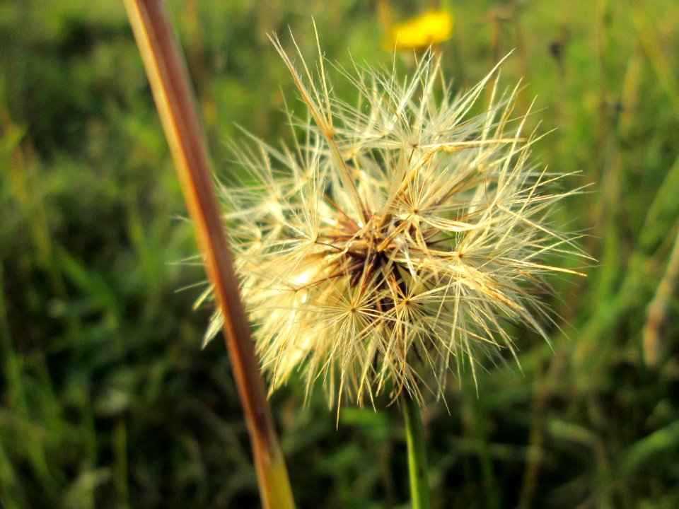 20141101Crepis_biennis2
