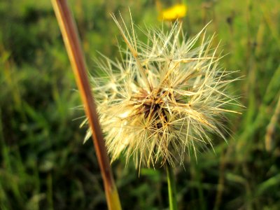 20141101Crepis_biennis2