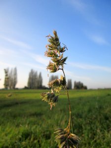 20141101Dactylis_glomerata4