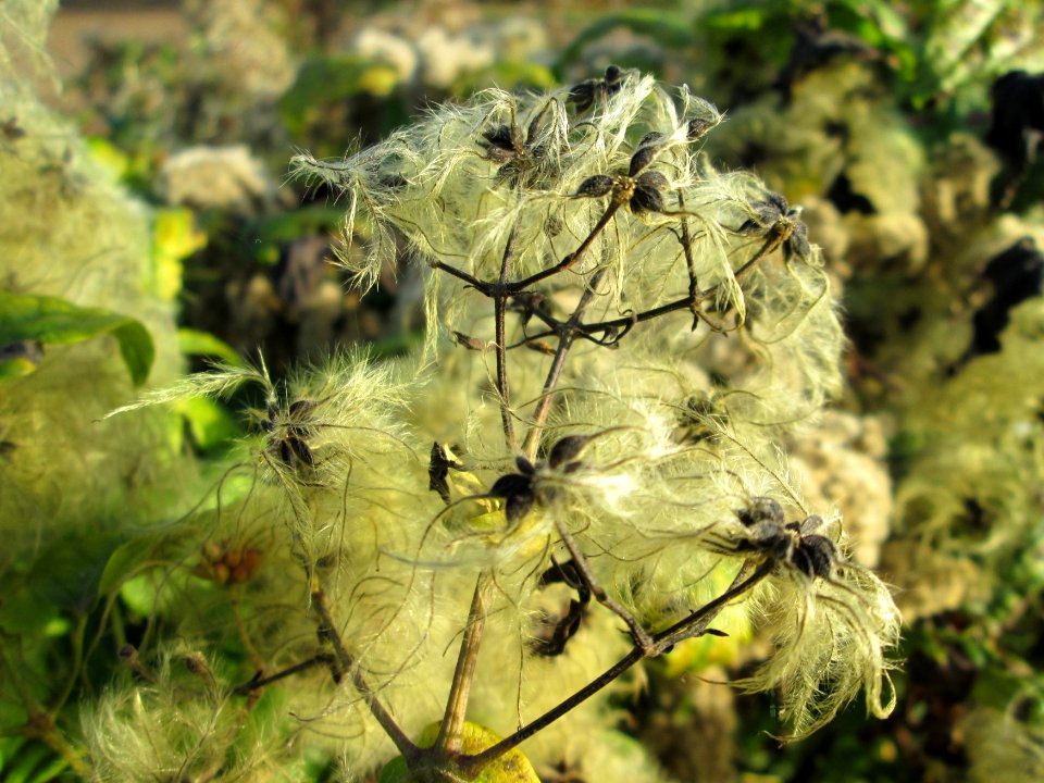 20141101Clematis_vitalba2
