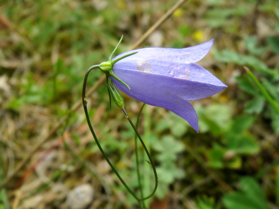 20140803Campanula_rotundifolia2