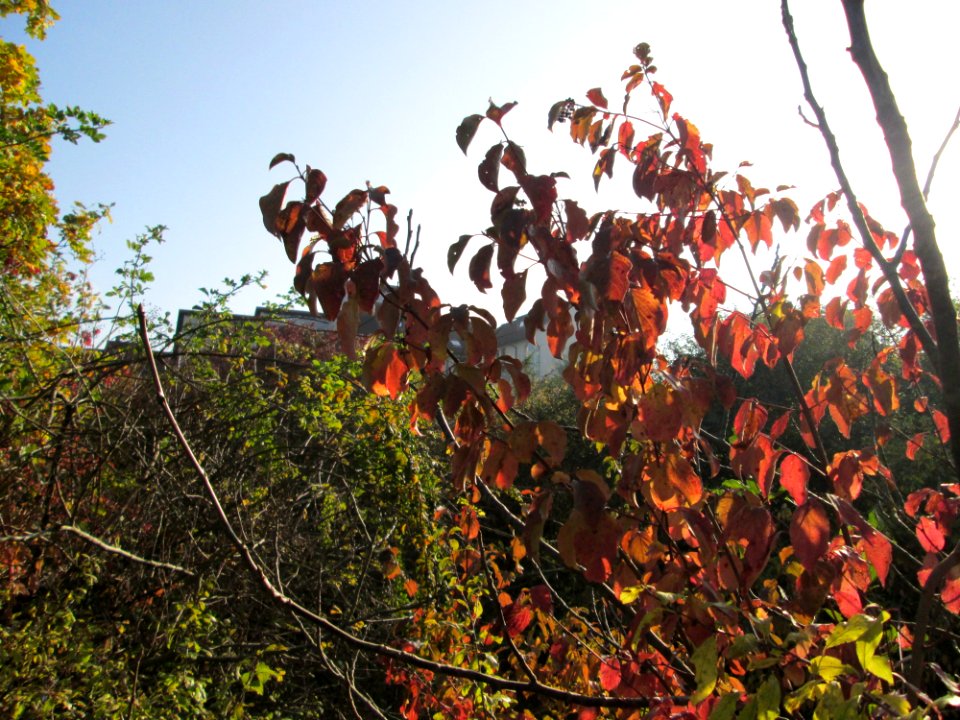 20141101Cornus_sanguinea