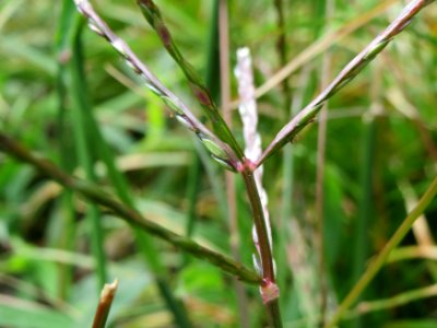20140820Digitaria_sanguinalis3