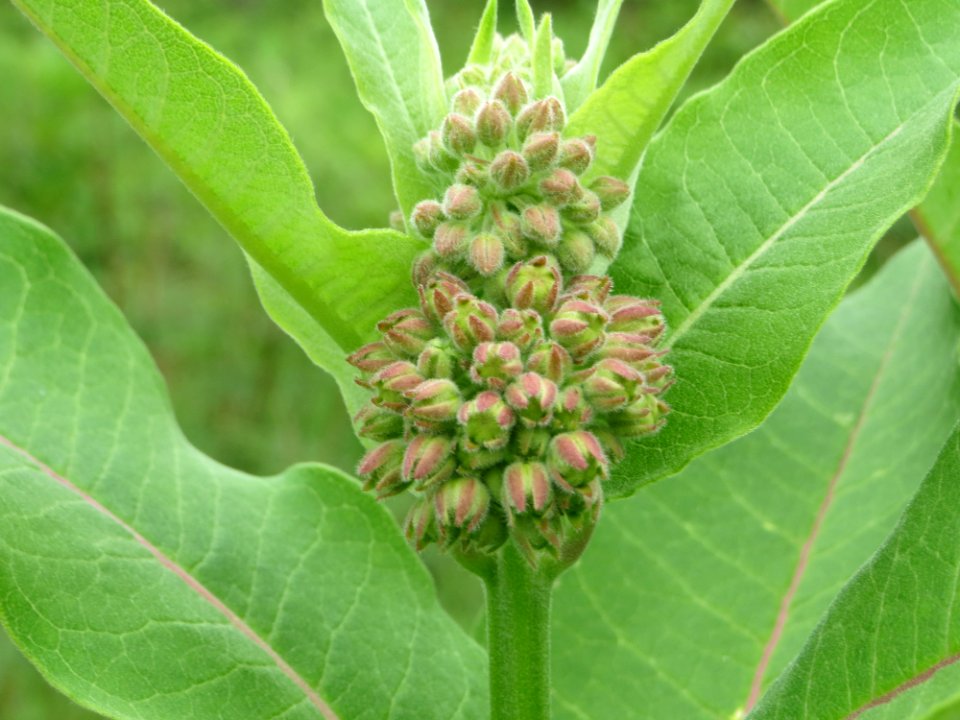 20140803Asclepias_syriaca4