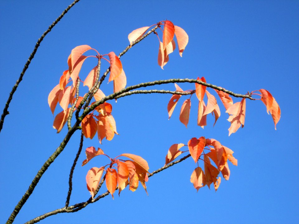 20141101Prunus_serrulata3
