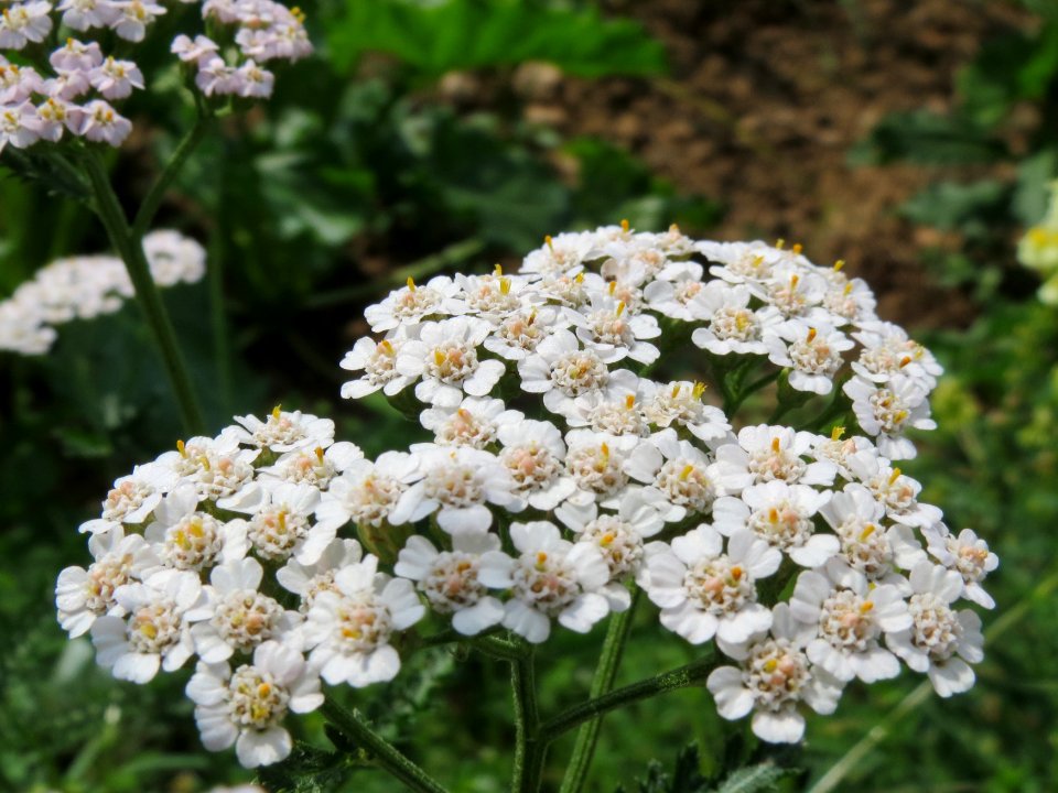 20140802Achillea_millefolium