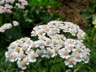 20140802Achillea_millefolium
