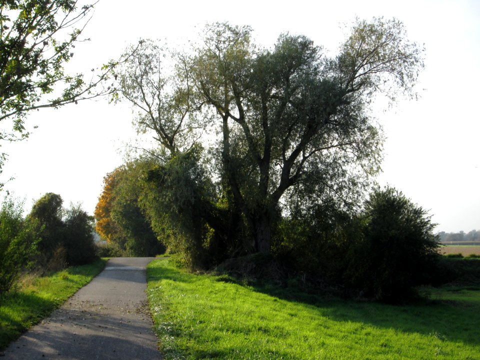 20141102Salix_alba1