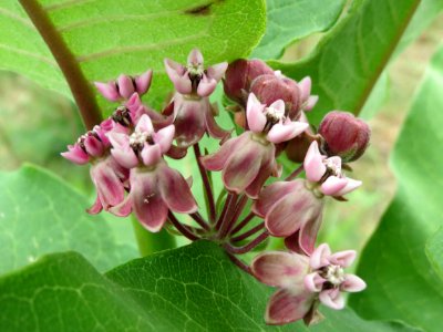 20140803Asclepias_syriaca5