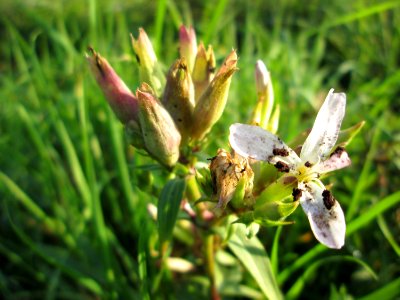 20141102Saponaria_officinalis