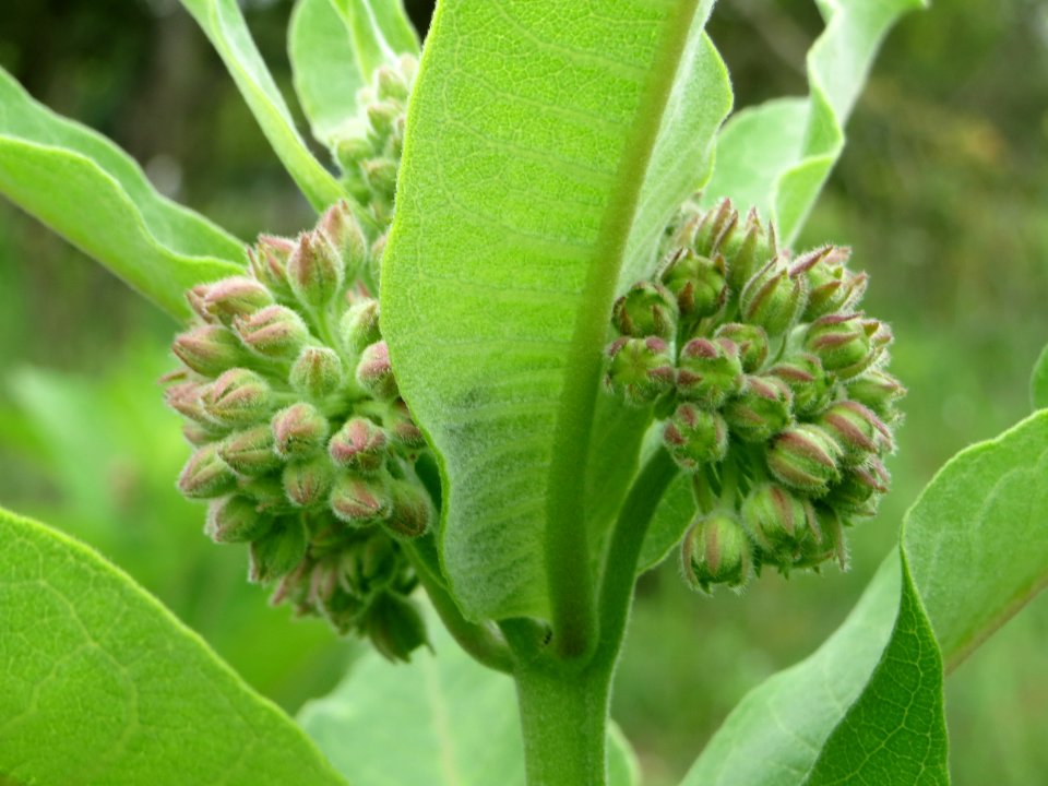 20140803Asclepias_syriaca3