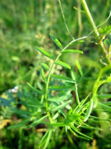 20141101Vicia_hirsuta