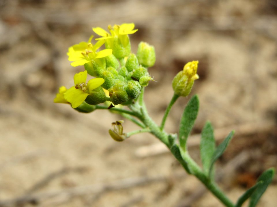 20140803Alyssum_montanum1