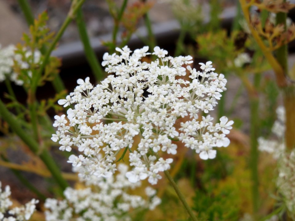 20140810Daucus_carota1
