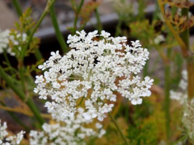 20140810Daucus_carota1