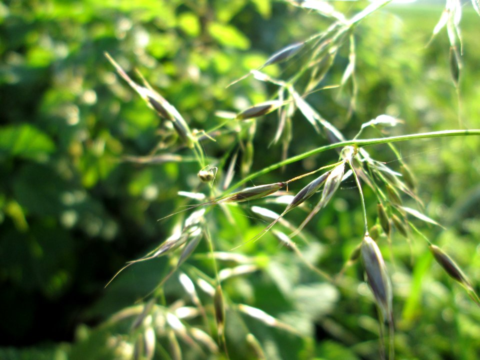 20141102Arrhenatherum_elatius