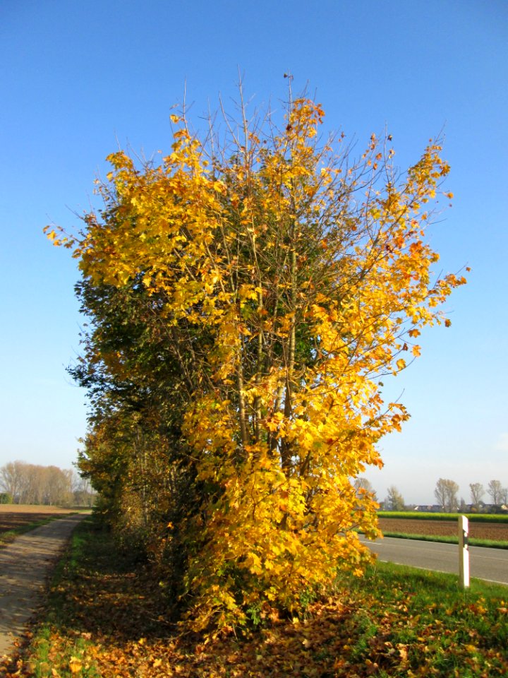 20141101Acer_platanoides1
