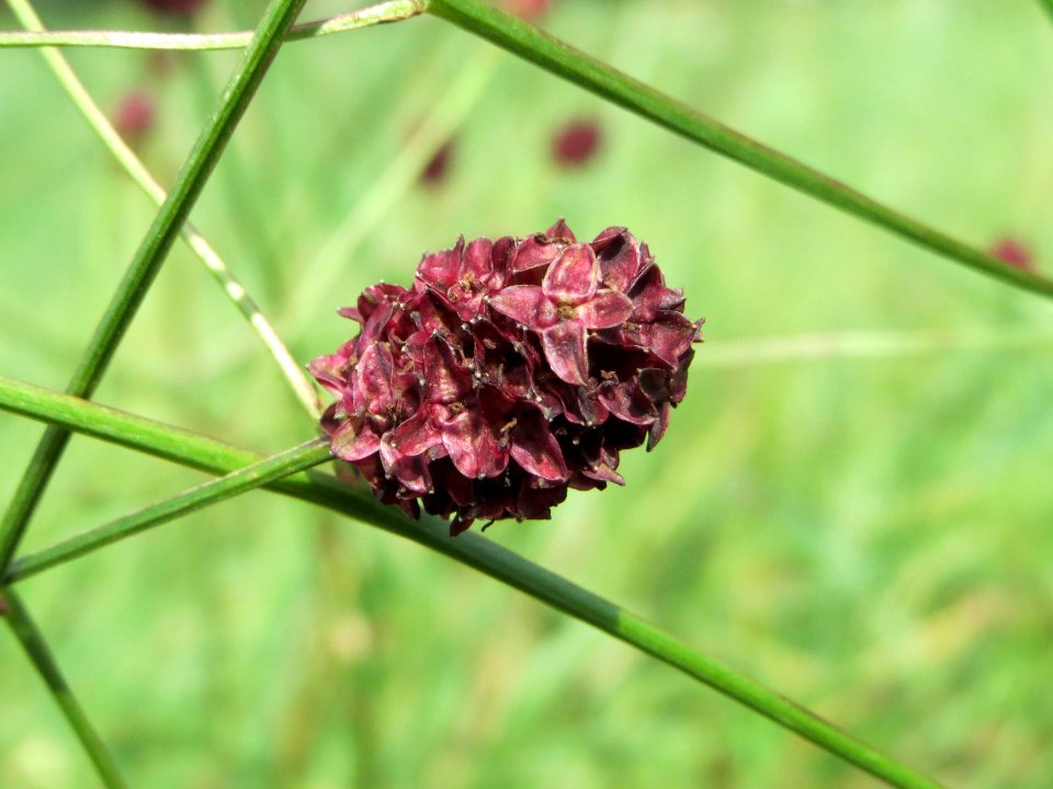 20140809Sanguisorba_officinalis4