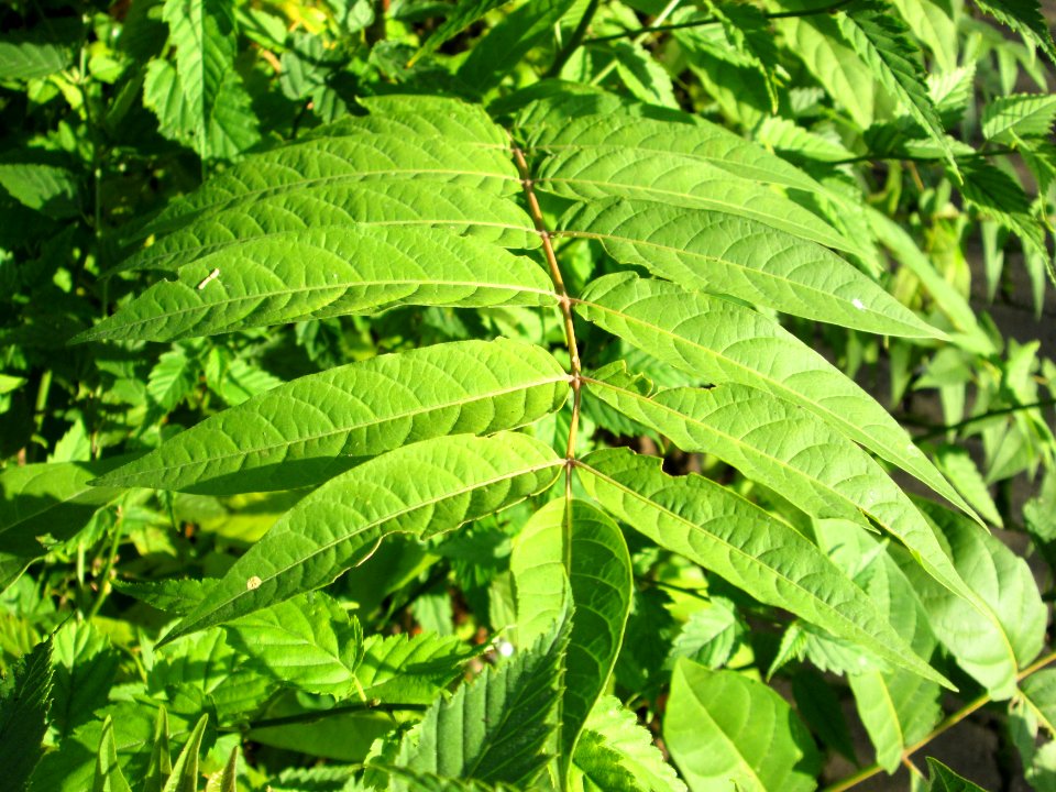 20141101Ailanthus_altissima1