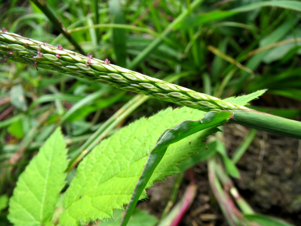 20140820Digitaria_sanguinalis4