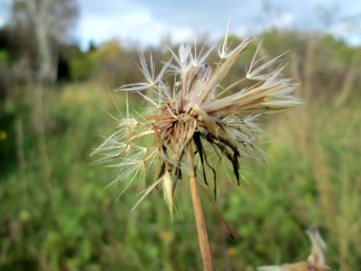 20141026Crepis_biennis
