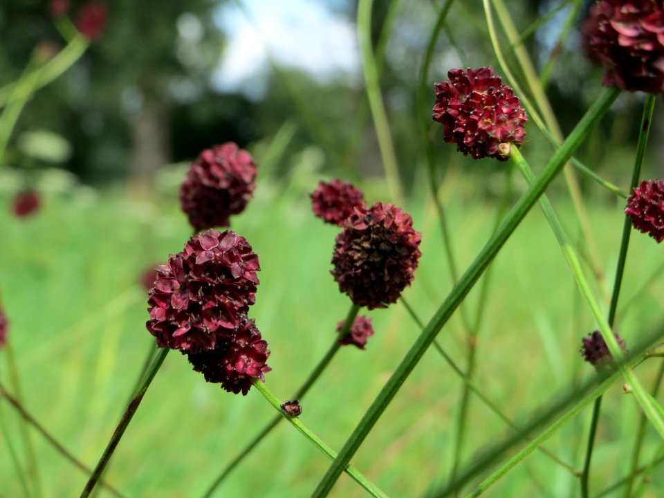 20140809Sanguisorba_officinalis2
