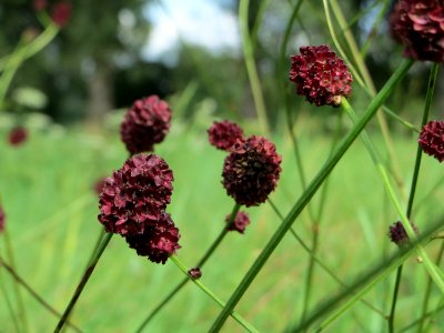 20140809Sanguisorba_officinalis2