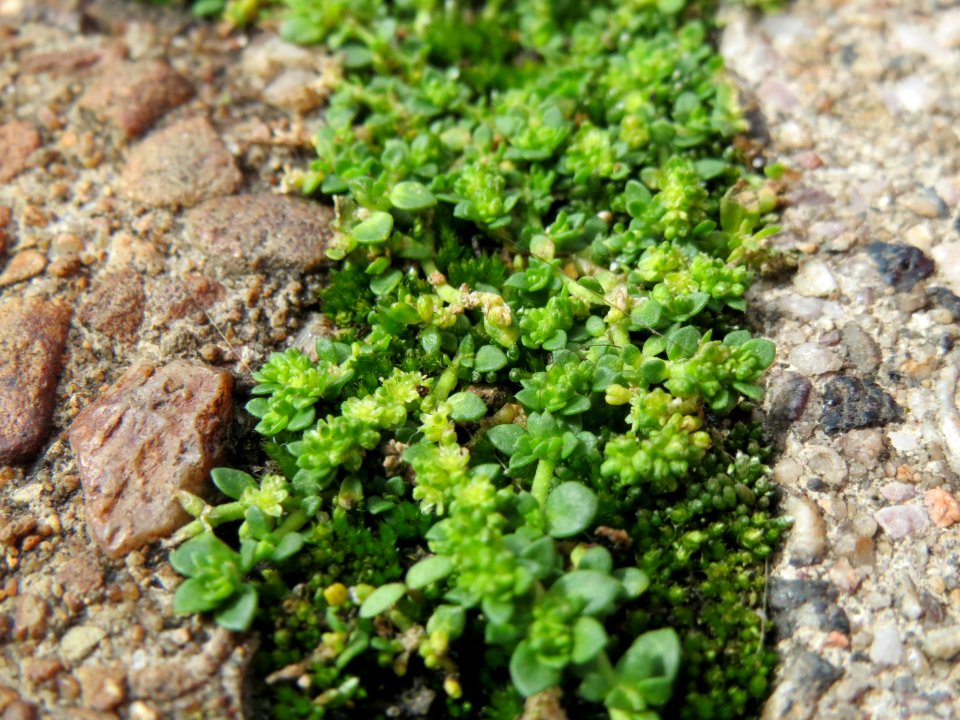 20140819Herniaria_glabra2