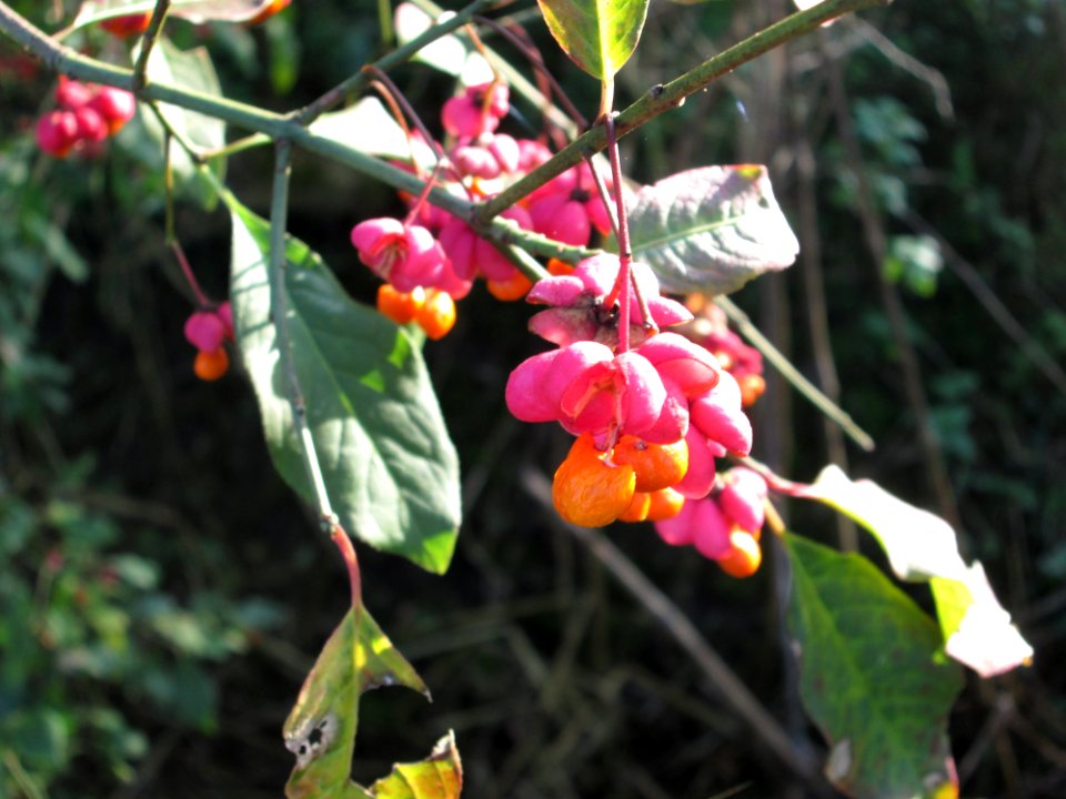 20141102Euonymus_europaeus