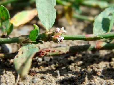 20140809Polygonum_aviculare1
