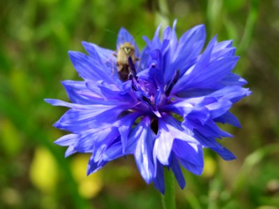 20140820Centaurea_cyanus2